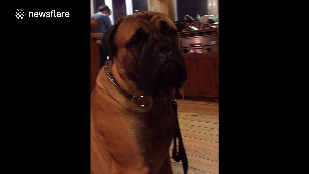 Mastiff slobbers so much it forms a 'bubble'