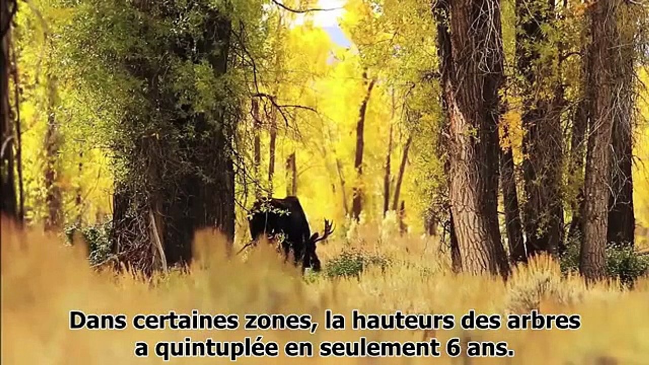 Ils libèrent des loups dans le parc national Yellowstone, mais ils ne se doutent pas de la suite!