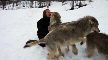 Des loups voient cette femme en forêt et ce qu'ils lui font est inimaginable!