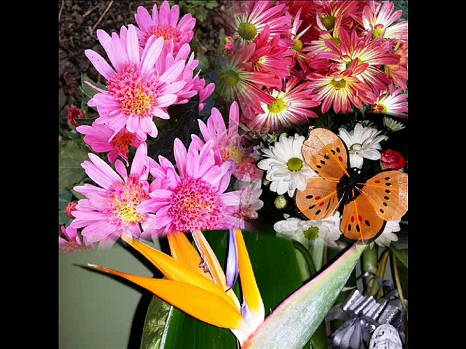 Kalino mome - Aneta i Marinko