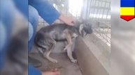 Abused dog yelps in terror when it's petted for the first time