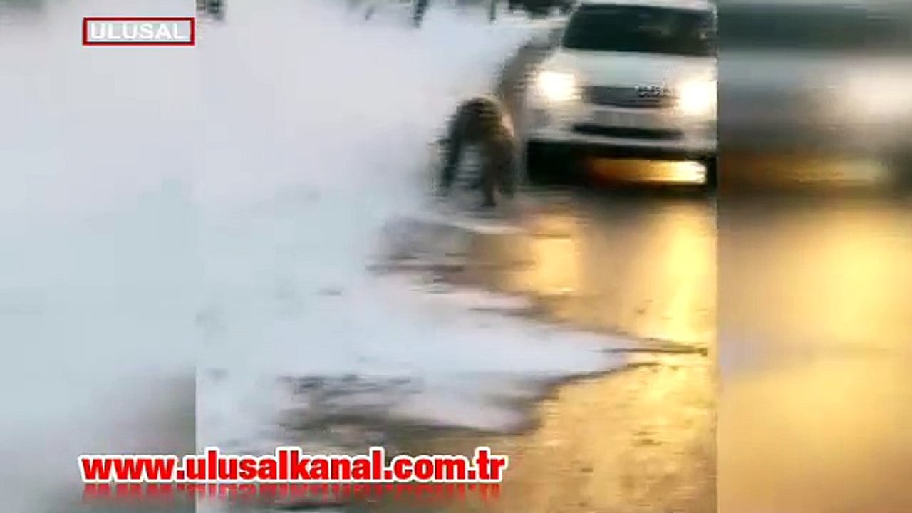 İstanbul'da domuzlar şehre indi