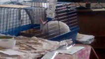 Кролик моется(rabbit washes)