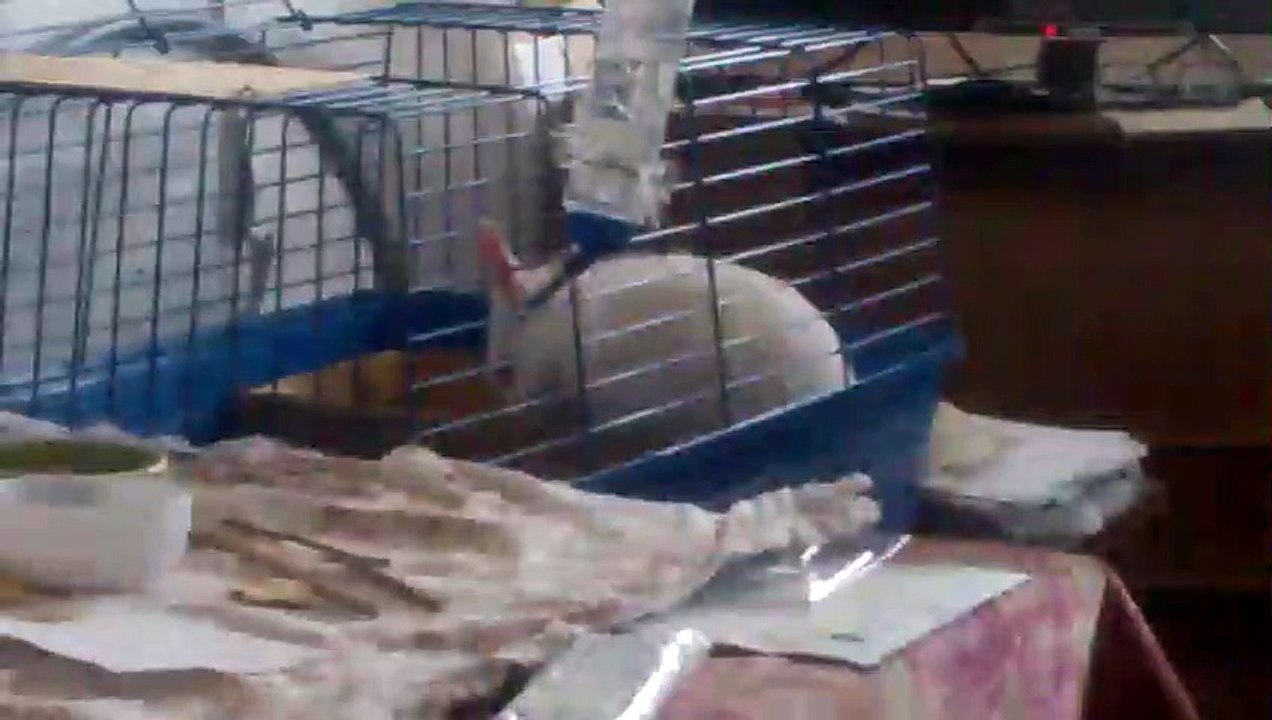 Кролик моется(rabbit washes)