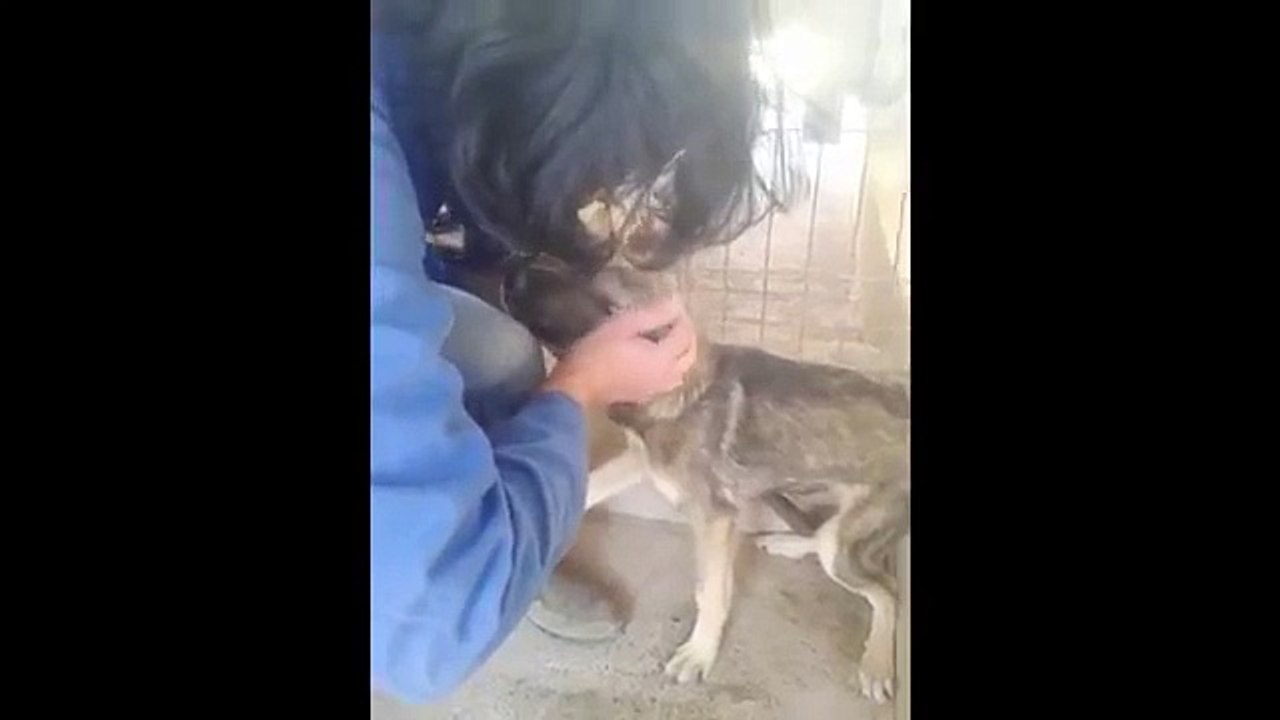 An abused dog is stroked for the first time