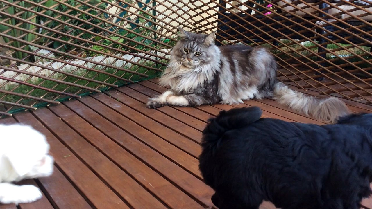 Attaque de chiots sur Gentleman le maine coon