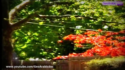 وثائقي _ #اخطر الحشرات القاتلة السامة HD‬ -