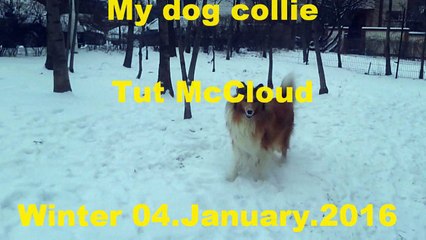 Tut McCloud in Bucharest - My dog Collie - 04 Ianuarie 2016