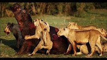 Lion Killed By Hippo a Bloody War HD
