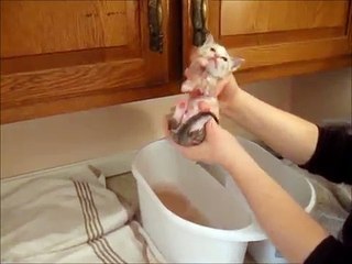 this kitten lovs a bath....