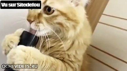Chat s'amuse avec un tuyau d'aspirateur