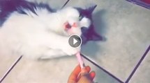 Cat Gets its Teeth Brushed