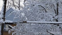 Amazing Squirrel Snow Removal Work!