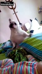 Deux bouledogues français dansent