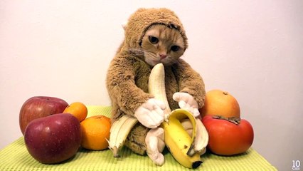 petit chat déguisé en singe qui mange sa banane