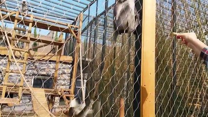 Rolige Apor / Funny Monkeys