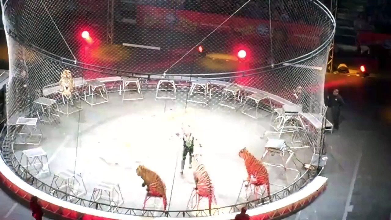 Circus of Tigers