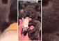 Adorable Rescued Koala Joey Drinks From Bottle