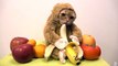 Un chat avec un costume de singe mange une banane