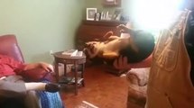 Funny dog pretends to be dead when you carries him
