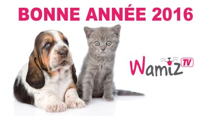 Wamiz TV vous présente ses meilleurs voeux pour 2016!