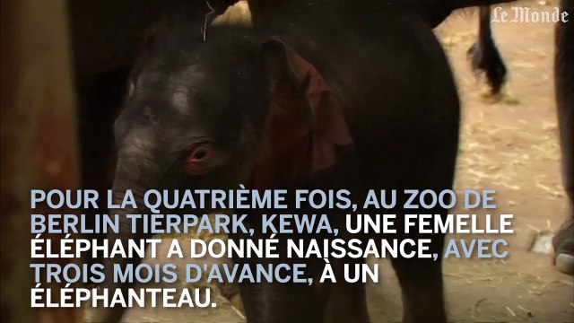 Un éléphanteau voit le jour au zoo de Berlin