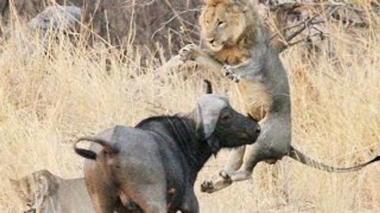 Buffalo`s Kill Lion Real Fight Wild Animal Fights video Dailymotion