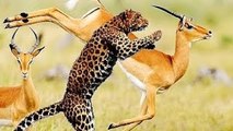 Leopards Vs Antelope Real Fight - Amazing Videos
