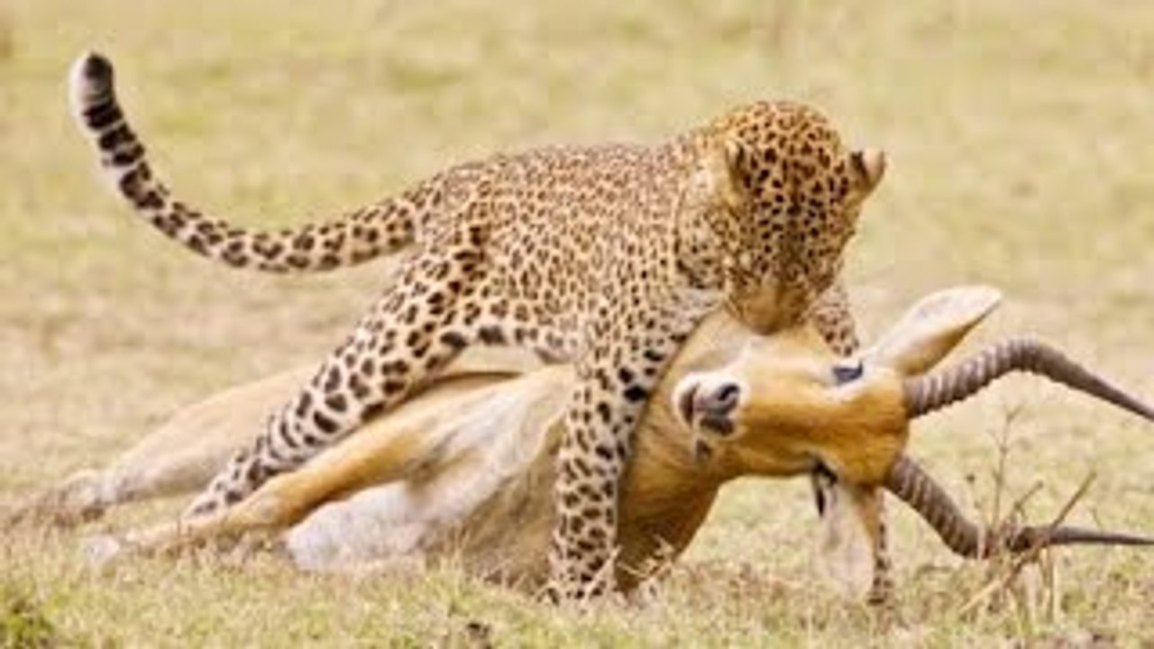 Leopard Kills Hyena & Warthog & Baboon & Impala - Amazing Videos ...