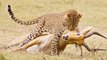 Leopard Kills Hyena & Warthog & Baboon & Impala - Amazing Videos