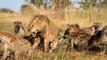 Lion Attacked By Hyenas Than Killed By A Group Of Lions Real Fight - Wild Animal Fights