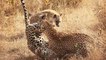 Leopards Vs Hyenas Real Fight - Amazing Videos