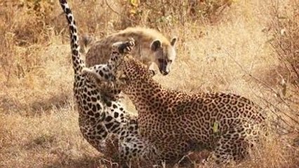 Leopards Vs Hyenas Real Fight - Amazing Videos
