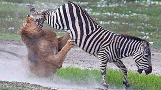 Lion Injured With Zebra Kick Real Fight - Wild Animal Fights - video