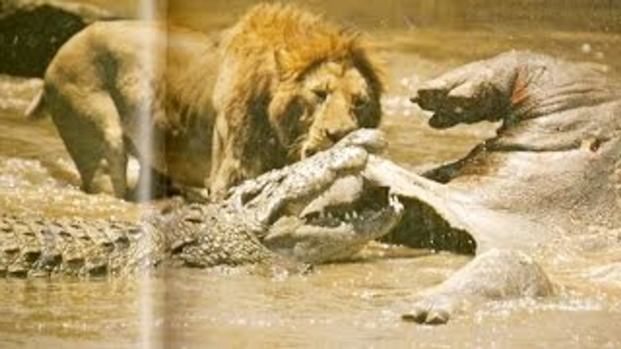 Lions Vs Crocodile Real Fight - Amazing Videos