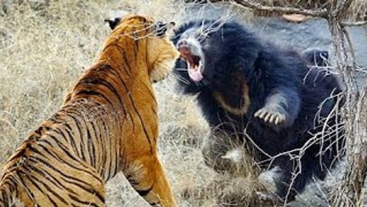 Siberian Tiger Vs Bear Real Fight - Amazing Videos - video dailymotion