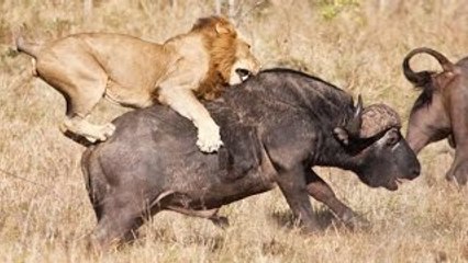 UNBELIEVABLE !! Lion Attack Buffalo But Buffalo Won - Wild Animal Fights