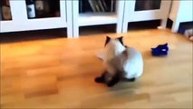 Videos De Risa De Gatos 2015 - Videos Chistosos Gatos - Para Morirse De La Risa