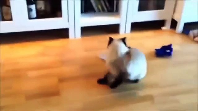 Videos De Risa De Gatos 2015 - Videos Chistosos Gatos - Para Morirse De La Risa