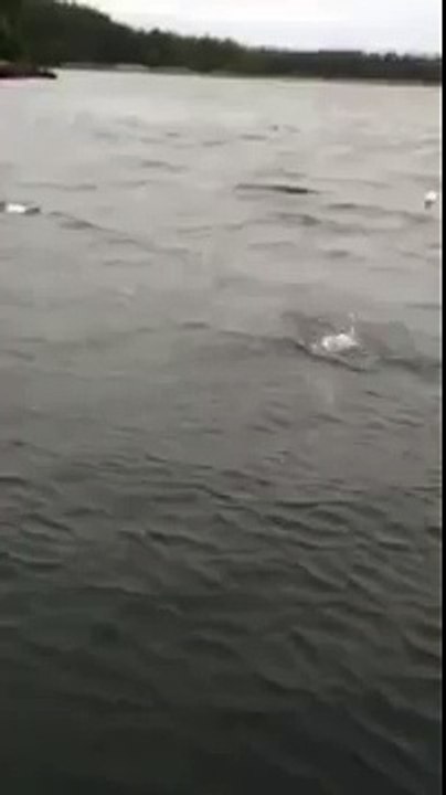 GOLIATH steals my Chinook salmon !!