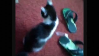 Funny Videos 2016 - Funny Cats Video - Funny Cat Videos Ever - Funny Animals Funny Fails 2016