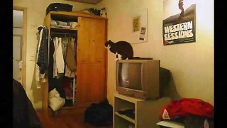 Funny Videos 2016- Funny Cats Video - Funny Cat Videos Ever - Funny Animals Funny Fails 2016