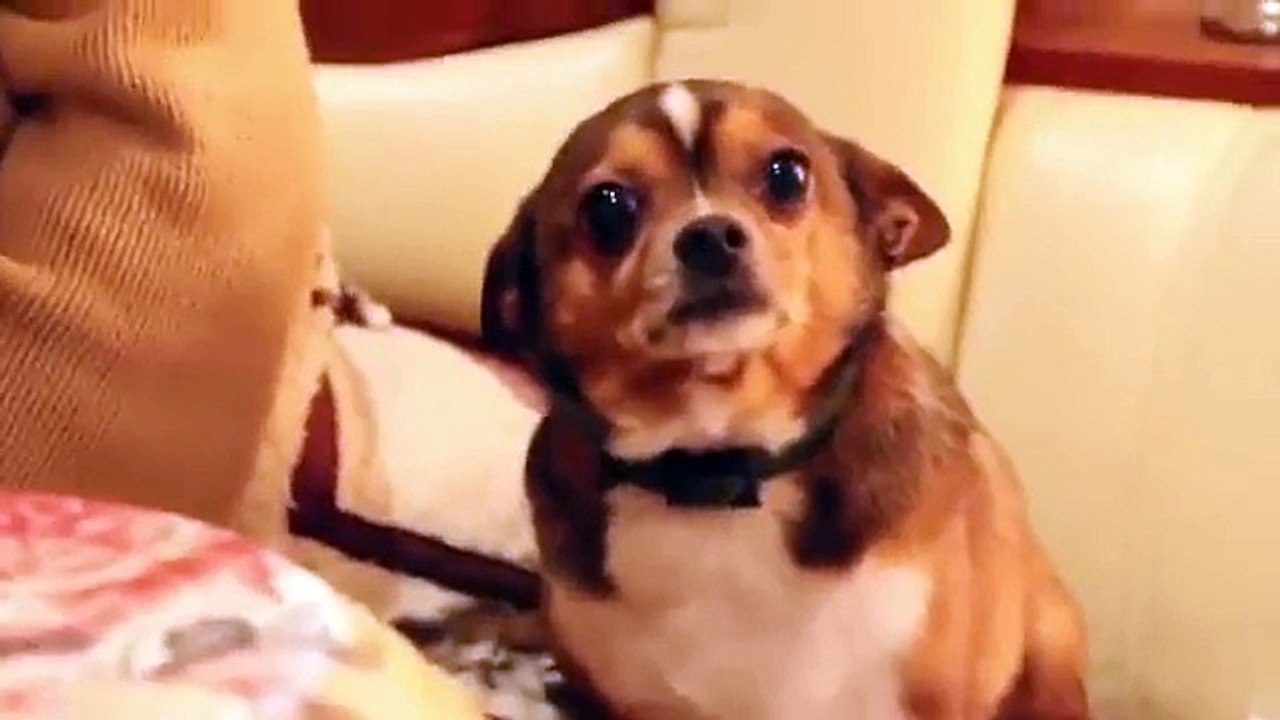Dog crying - to be penalized by owner