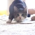 Cat Wiggle Wiggle Wiggle [Vines] - Funny Cat / Gato Wiggle Wiggle Wiggle [Vines] - Gato Chistoso