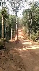 Un conducteur de grumier prend un vulgaire chemin de forêt pour une autoroute