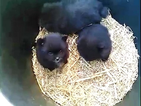 Chiots spitz nés le 17 Novembre