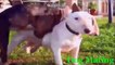 Funny Animals Videos - Funny Animal Mating Dog Mating Funny animal compilation 2016