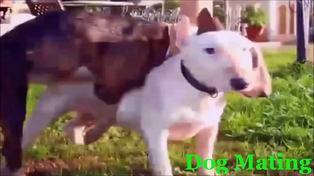 Funny Animals Videos - Funny Animal Mating Dog Mating Funny animal compilation 2016