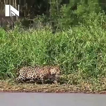 کیا بات ہے جی شکاری کی leopard got crocodile insane tiger