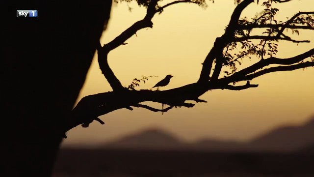 I Never Seen Such Animal Like This In My Life. Eye